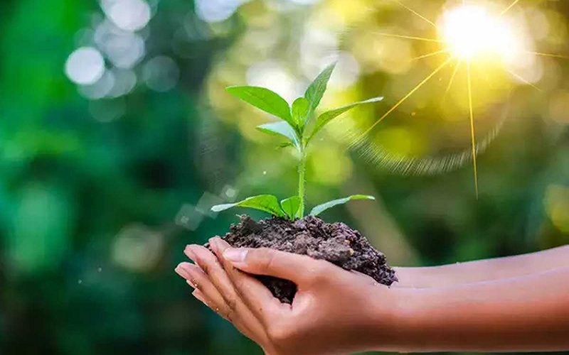 Nature healing in corona times