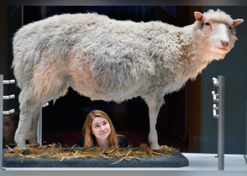 1996, Dolly the Sheep